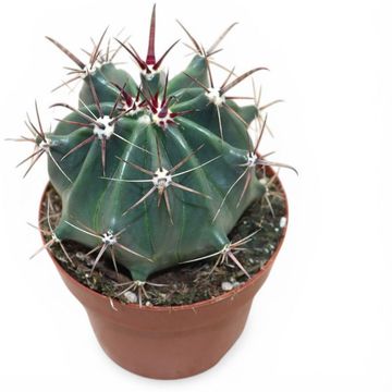 Ferocactus horridus