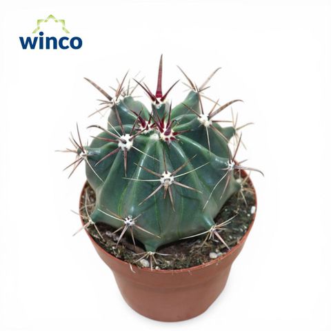 Ferocactus horridus