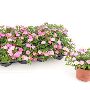 Calibrachoa FANCY FRANCY