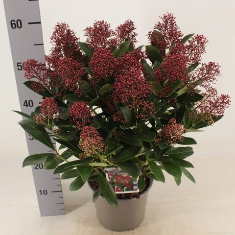 Skimmia japonica 'Rubella'