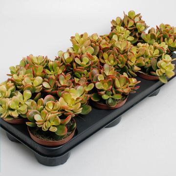 Crassula ovata 'Indian Summer'