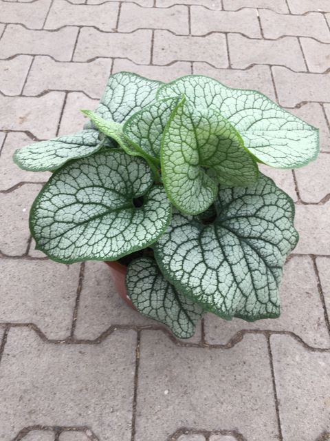 Brunnera macrophylla 'Jack Frost'