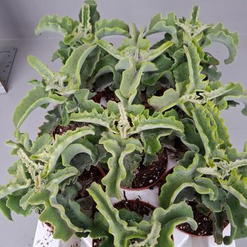 Kalanchoe beharensis 'Maltese Cross'