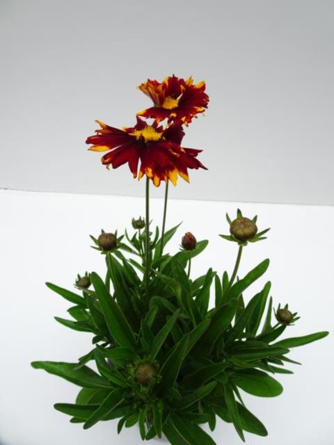 Coreopsis UPTICK YELLOW & RED