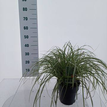 Carex MOON FALLS