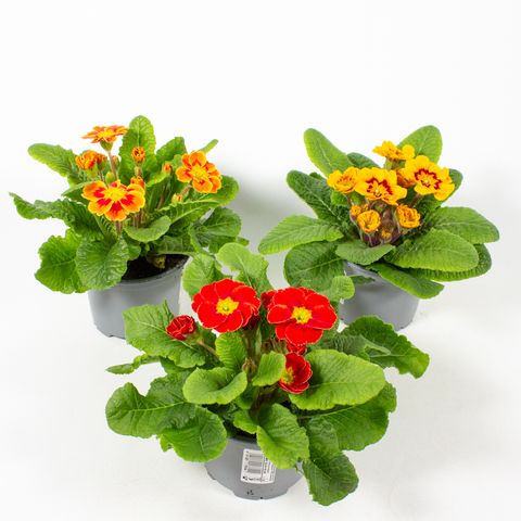 Primula TAGETES MIX