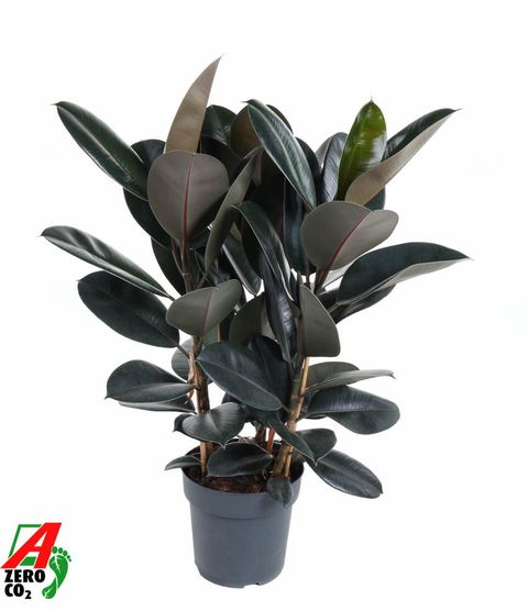 Ficus elastica 'Abidjan'