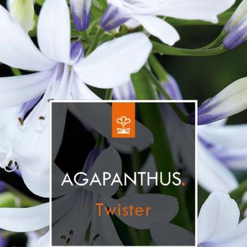Agapanthus TWISTER