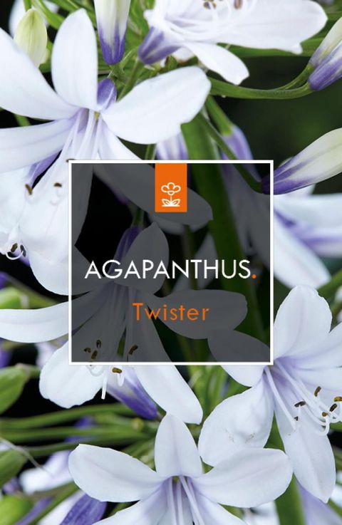 Agapanthus TWISTER
