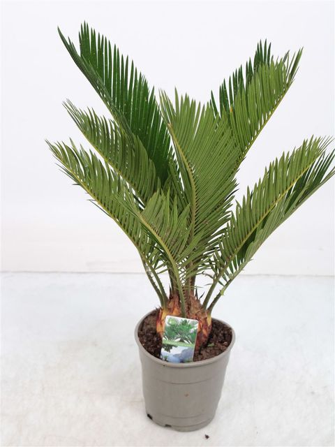 Cycas revoluta