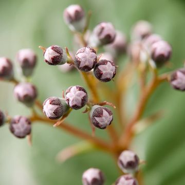 Deutzia PRETTISTARS PINK CLOUD