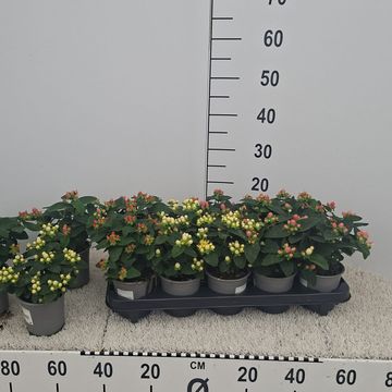 Hypericum androsaemum MIX