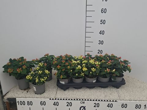 Hypericum androsaemum MIX