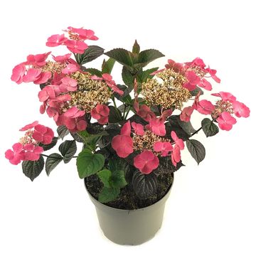 Hydrangea serrata DAREDEVIL