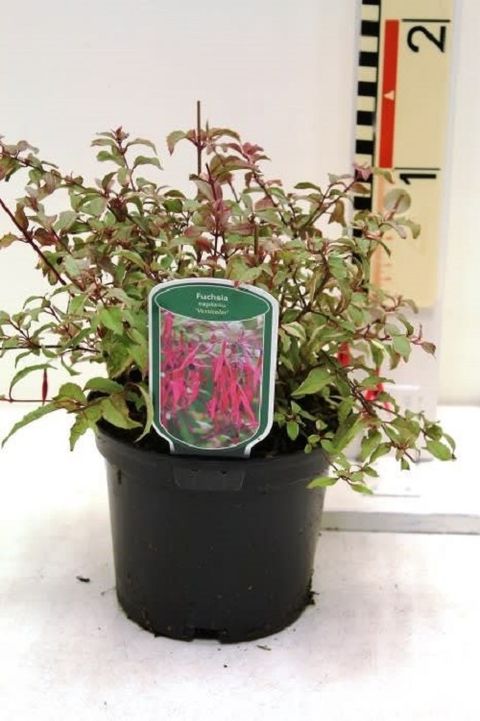 Fuchsia magellanica 'Diversicolor'