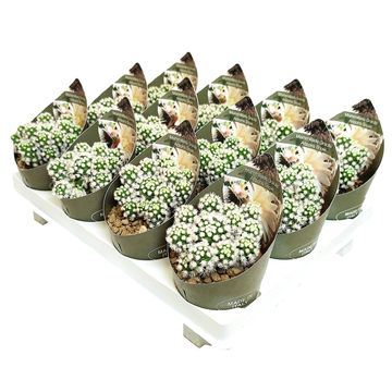 Mammillaria vetula gracilis 'Arizona Snowcap'