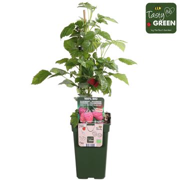 Rubus idaeus TWOTIMER SUGANA RED