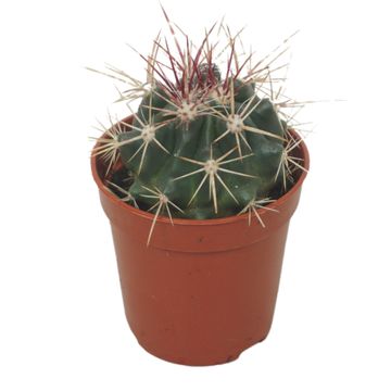 Ferocactus stainesii