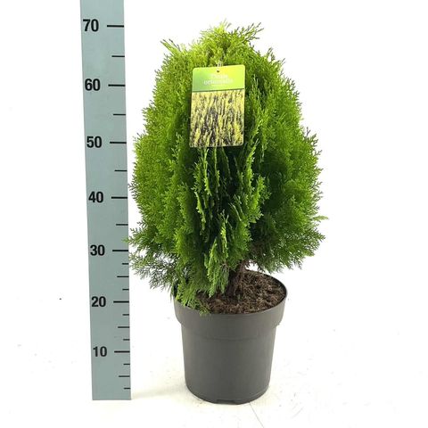 Platycladus orientalis 'Aurea Nana'