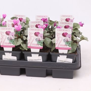 Cyclamen hederifolium 'Silver Leaf Dark Pink'
