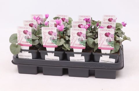 Cyclamen hederifolium 'Silver Leaf Dark Pink'