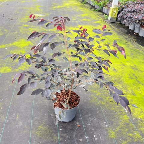 Loropetalum chinense 'Pipa's Red'