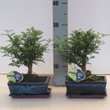 Zanthoxylum piperitum