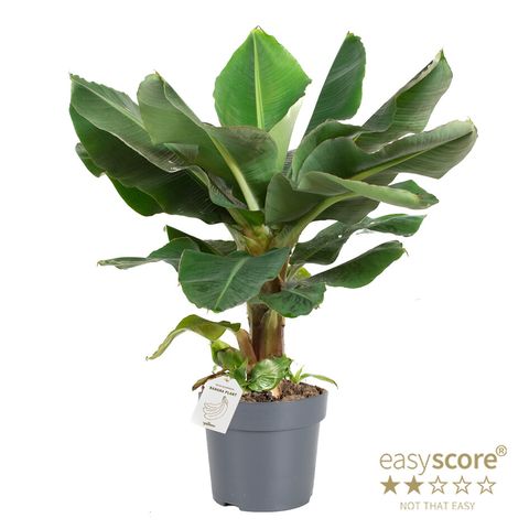 Musa acuminata 'Cheeka'