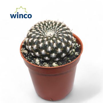 Sulcorebutia arenacea