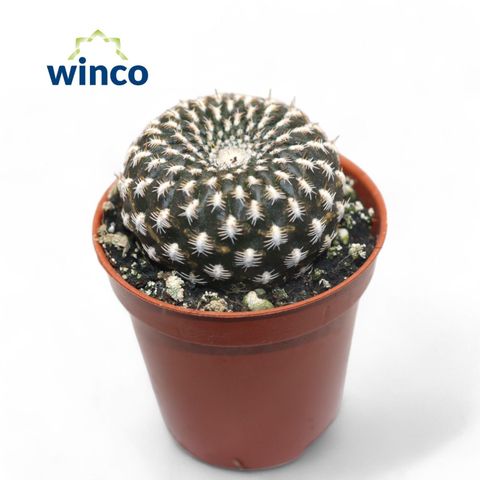 Sulcorebutia arenacea