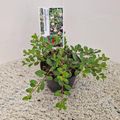 Arctostaphylos uva-ursi