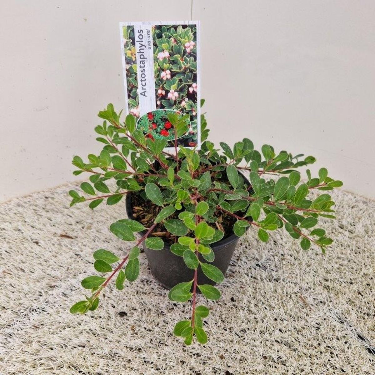 Arctostaphylos uva-ursi — Plant Wholesale FlorAccess