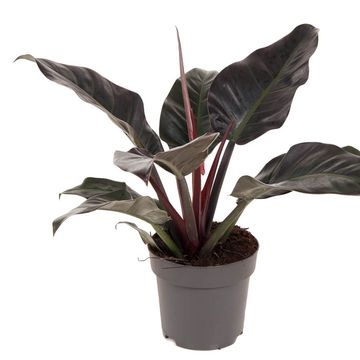 Filodendro 'Imperial Red'