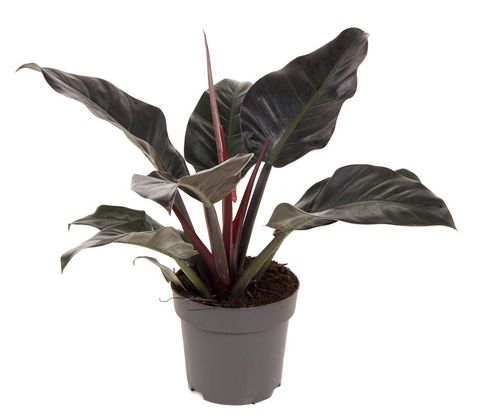 Philodendron 'Imperial Red'