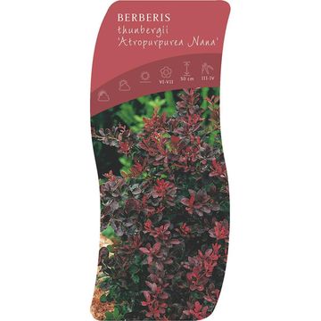 Berberis thunbergii 'Atropurpurea Nana'