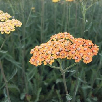 Achillea 'Terracotta'