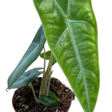 Alocasia longiloba SILVER CROWN