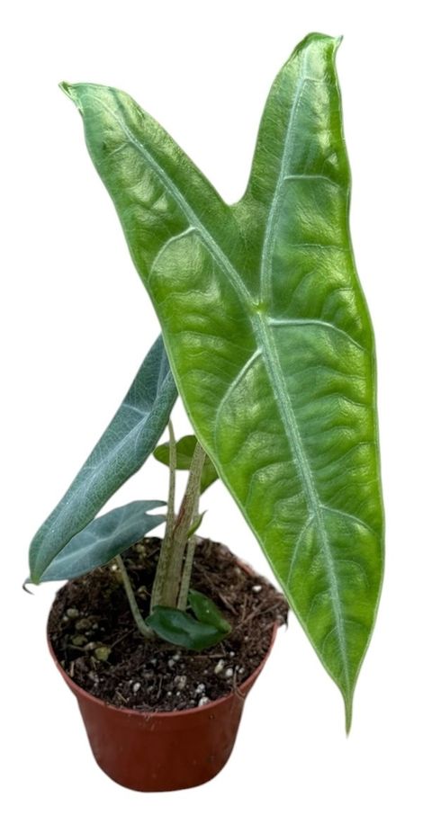 Alocasia longiloba SILVER CROWN