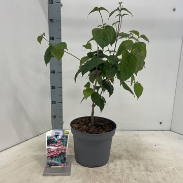 Cornus kousa 'Satomi'