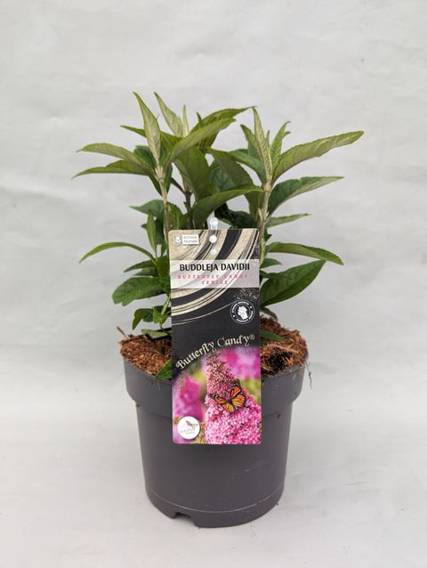 Buddleja davidii BUTTERFLY CANDY LITTLE CERISE