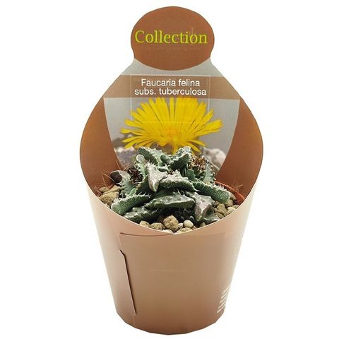 Faucaria felina tuberculosa