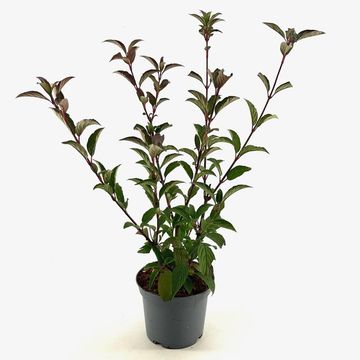 Viburnum x bodnantense 'Charles Lamont'