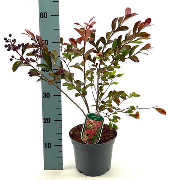Lagerstroemia indica 'Red Imperator'