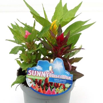 Celosia MIX IN POT