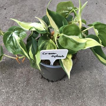 Philodendron 'Cream Splash'