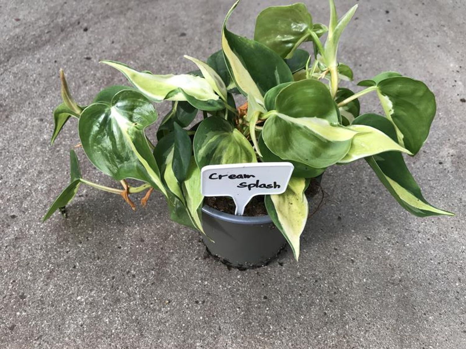 house plant elixir Hesi House Plant Elixir 1 Liter