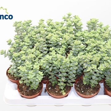 Crassula perfoliata