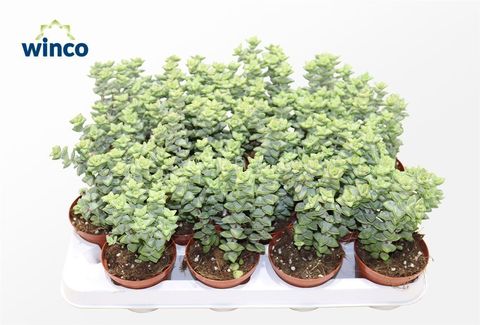 Crassula perfoliata