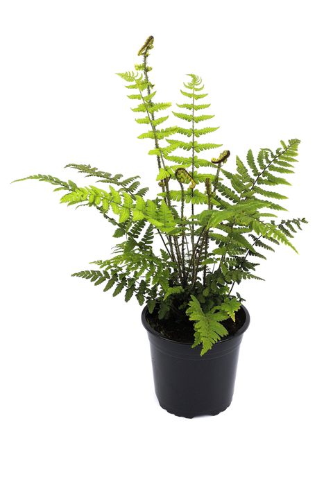 Dryopteris wallichiana