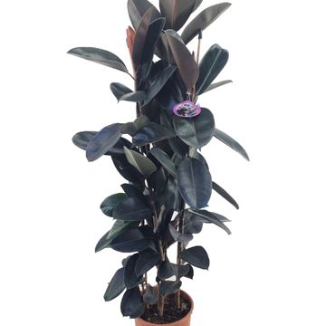 Ficus elastica 'Abidjan'